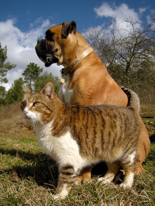 vivetmart_Flickr-Yokviv_Photos-Cats-Dogs-Bulldog
